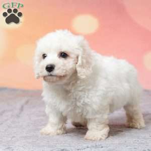 Faith, Bichon Frise Puppy